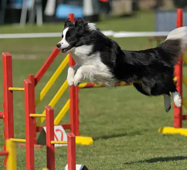Border Collie on agility course, jumping