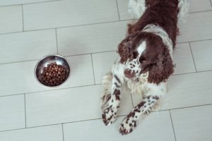 BC dog wth dog food bowl