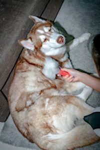 dog shedding, laying on a carpet 