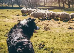 Border-Collie sheepdog watching over a flock of sheep in a field.