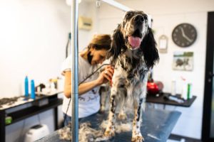 A female dog groomer is trimming an English Setter's coat in a grooming salon