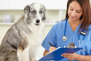 young female veterinarian examining a dog