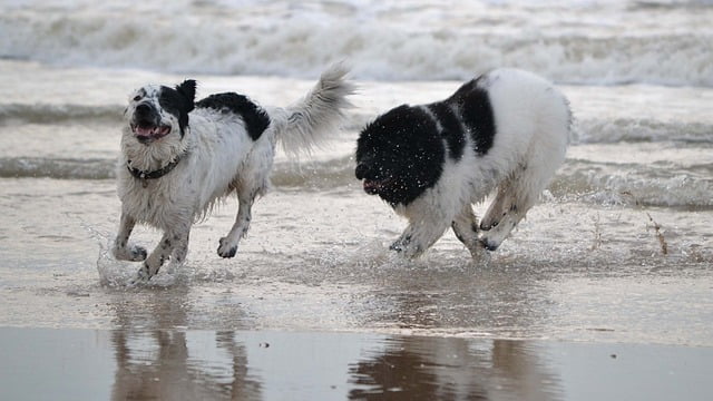 playful Newfoundland with other dog