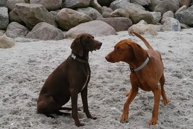 Ridgeback playing with another dog