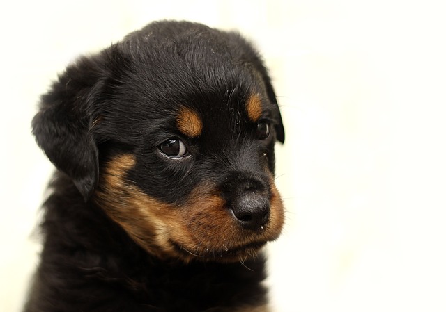 cute Rottweiler puppy