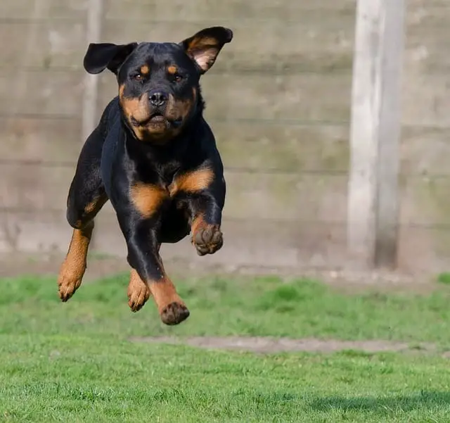 exercising your Rottweiler