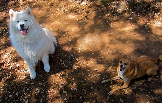 is Samoyed good with other dogs