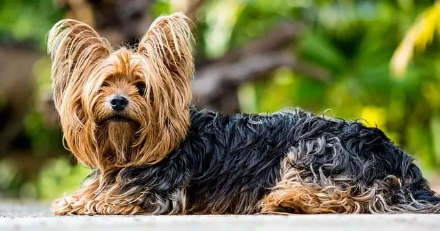 brown with black Yorkie