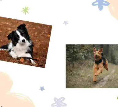collage of border collie and airdale terrier