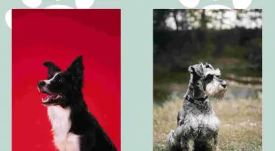 border collie and airdale terrier portrait