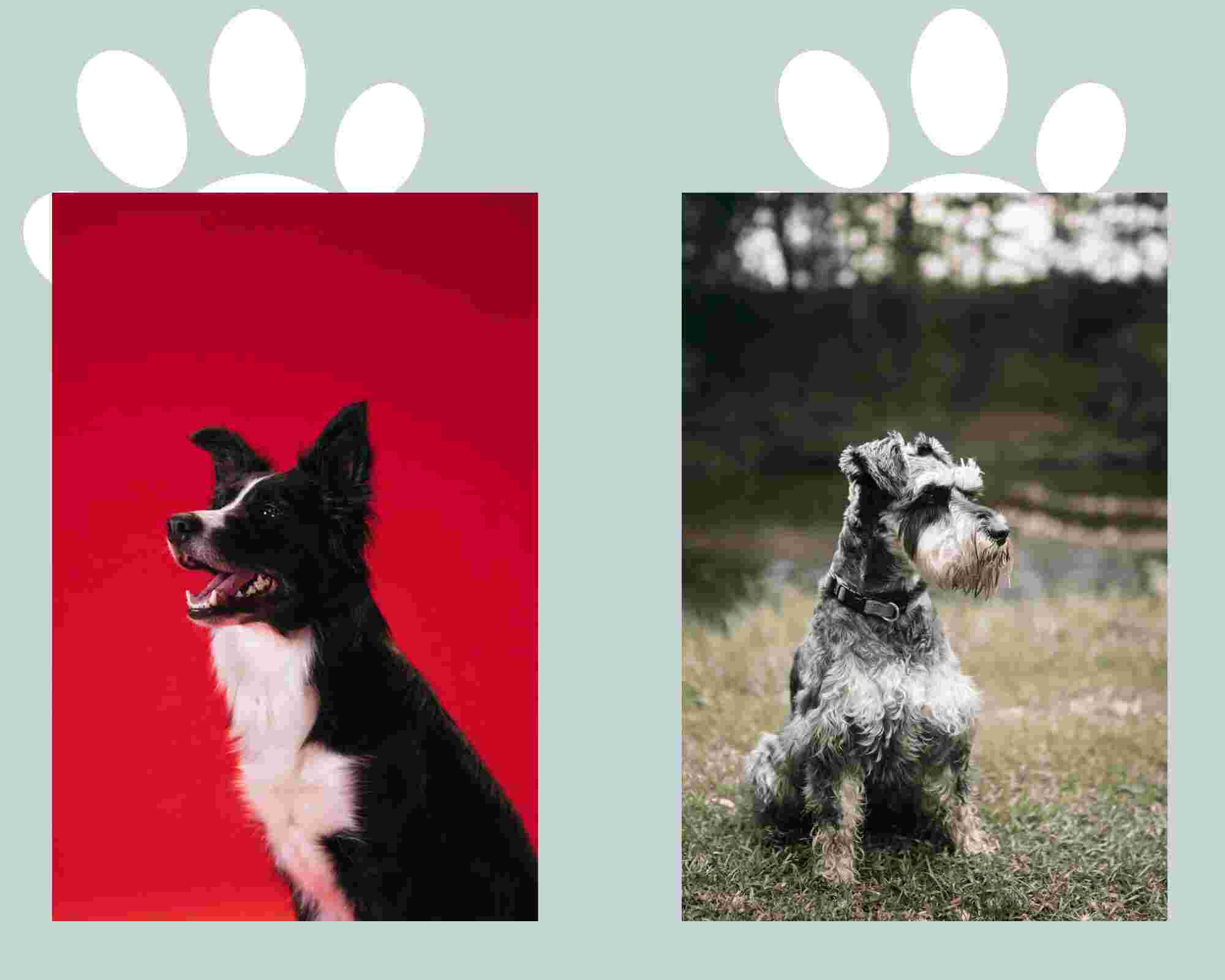 border collie and airdale terrier portrait