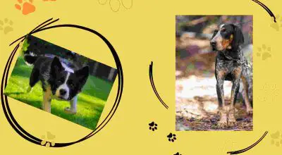border collie and bluetick coonhound portrait