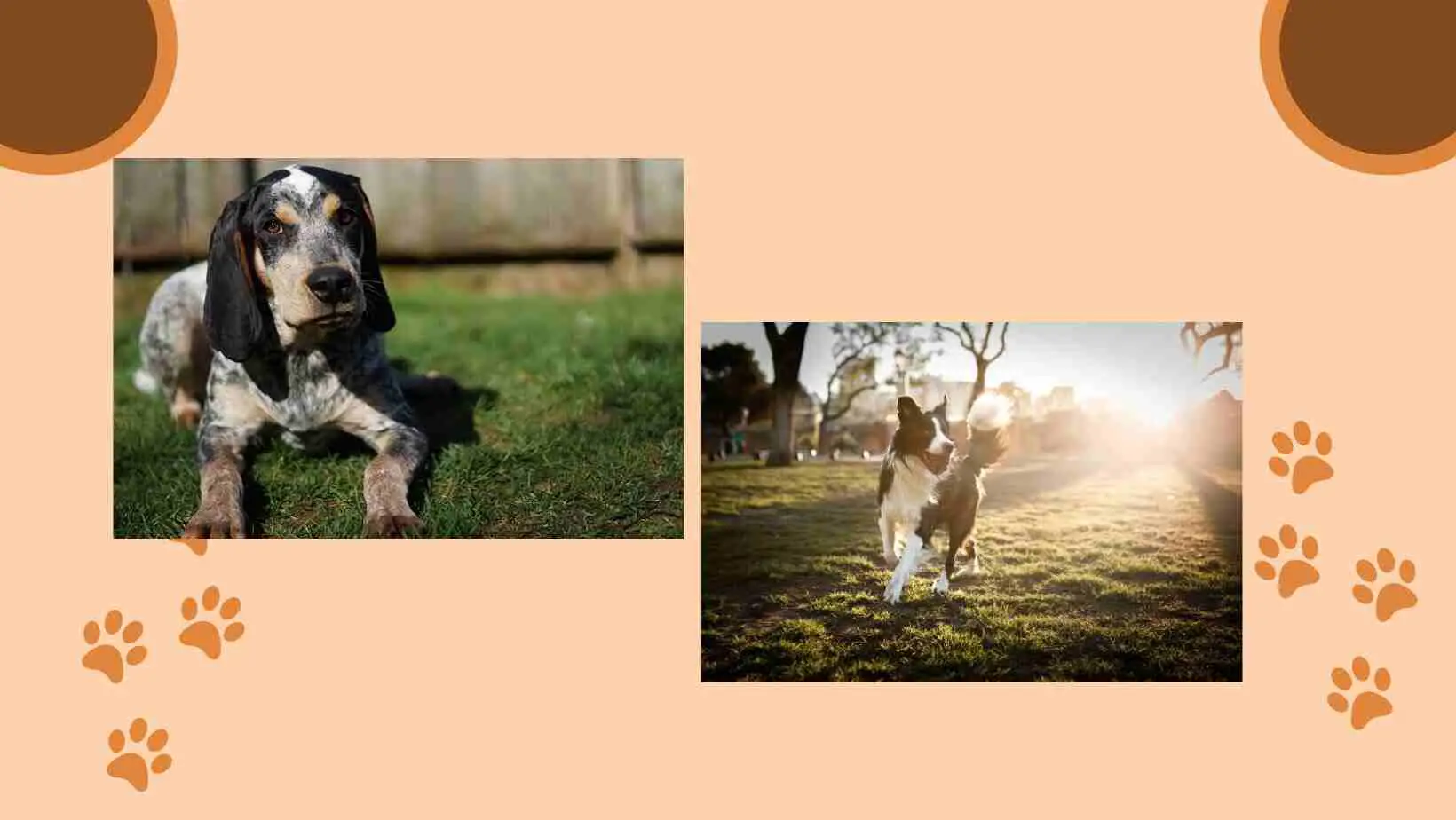 border collie and bluetick coonhound puppies