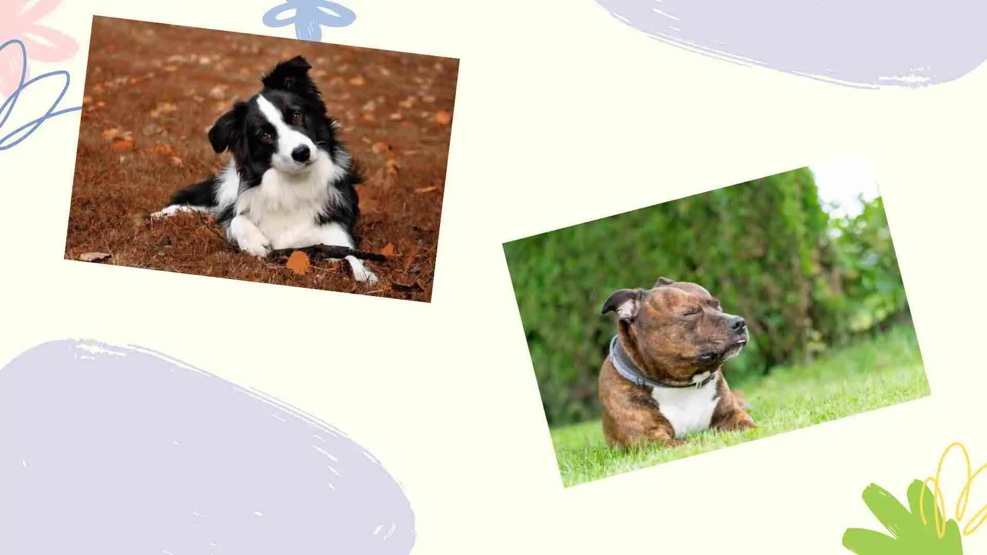 collage of border collie and bull staffy dog