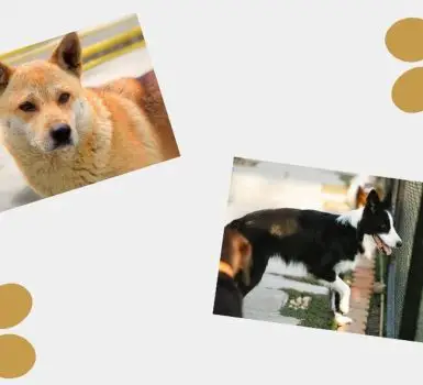 border collie and korean jindo dog breed collage
