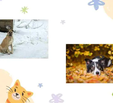 border collie and kangal dog breed