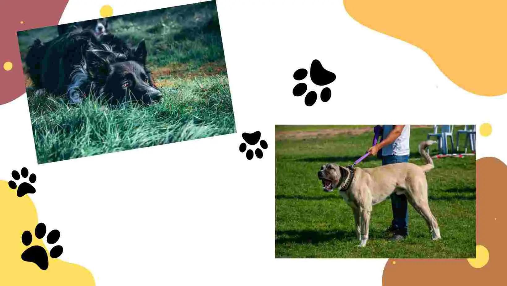 collage of border collie and kangal dog