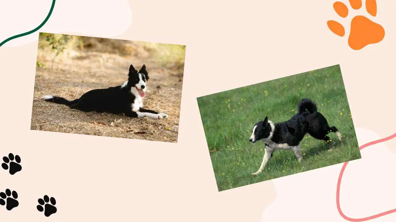 photo collage of bprder collie and karelian bear dog