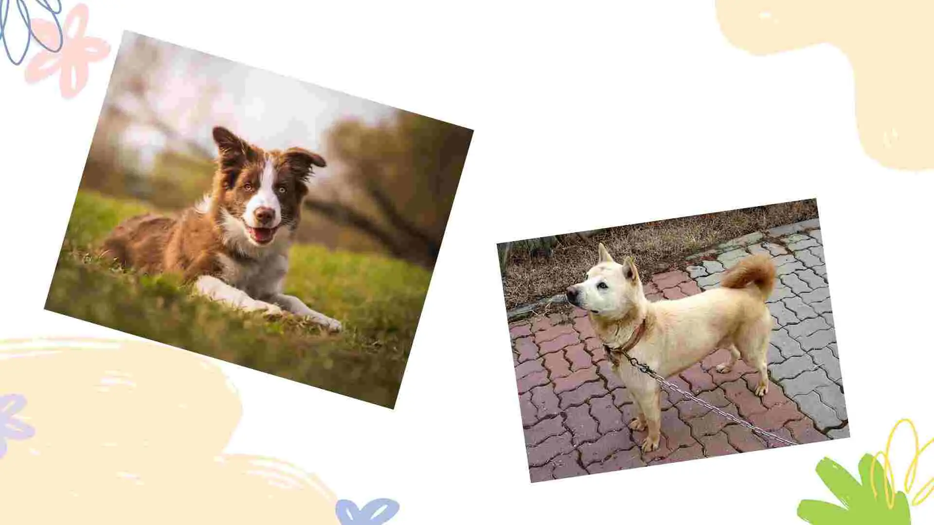 photo collage of border collie and jindo dog