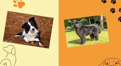 border collie and newfoundland photo collage