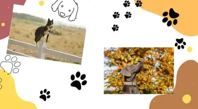 border collie and weimaraner dog photo collage