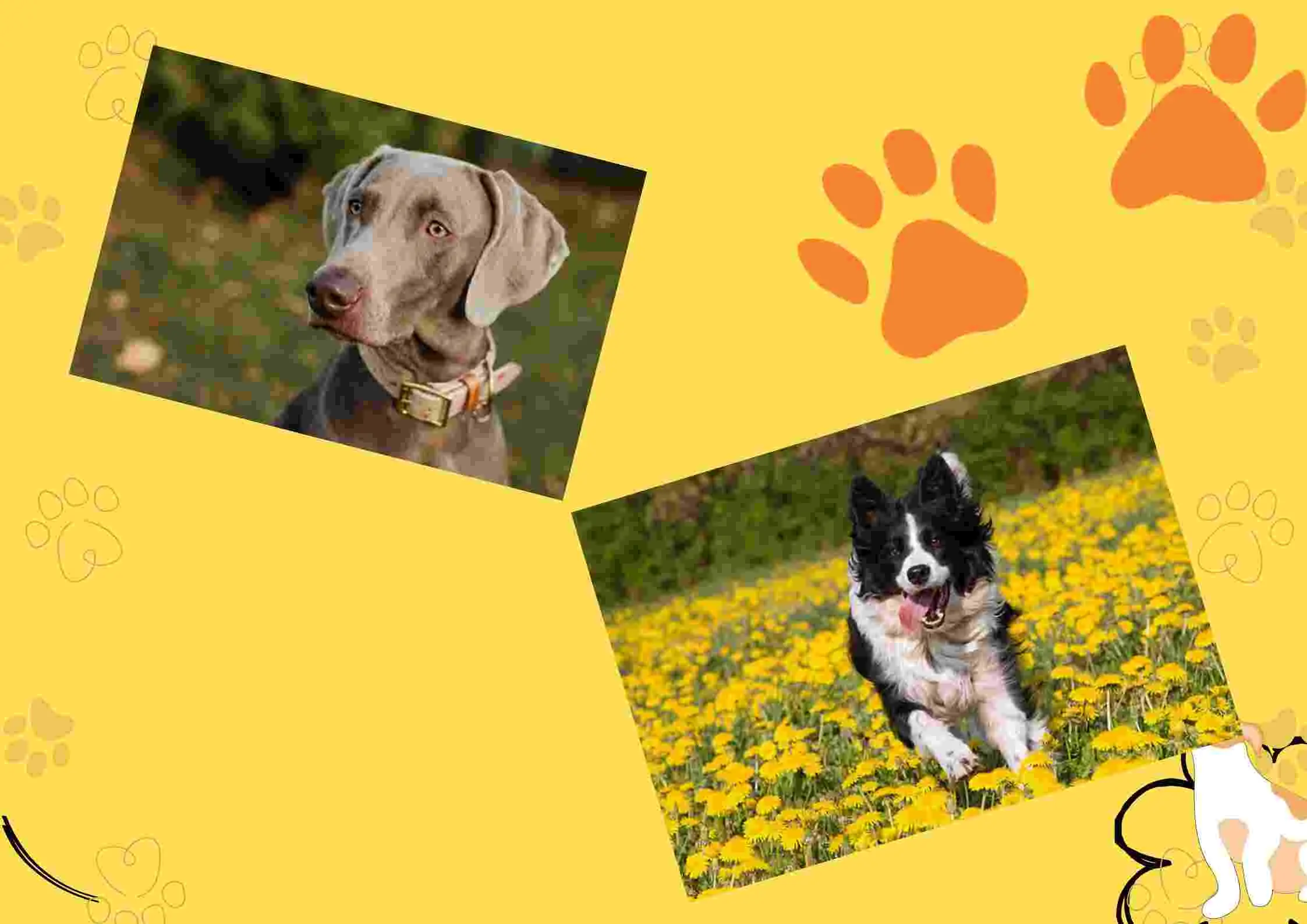 border collie and  weimaraner dog breed collage