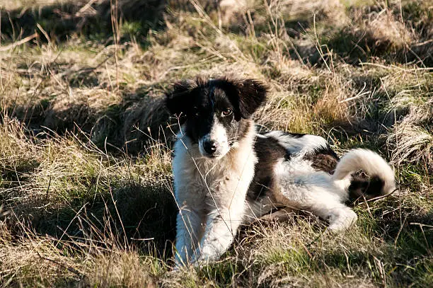 All About Border Collie Keeshond Mix - BorderCollieTalk