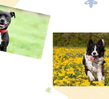 border collie and bull staffy dog breed