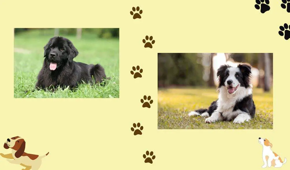 border collie and newfoundland dog