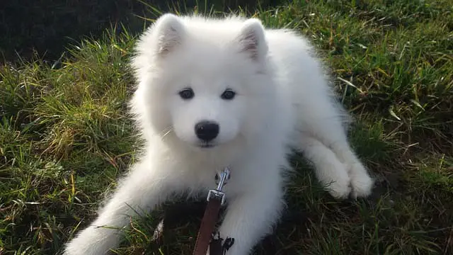 white Samoyed pup