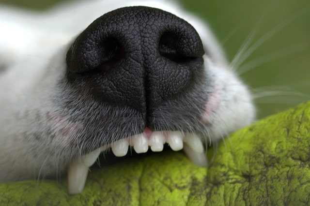 keeping healthy teeth for your dog