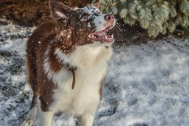 how to deal with white flakes on Border Collie