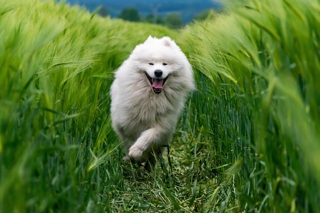 exercising your Samoyed