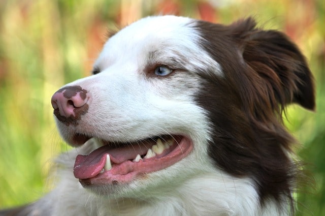 clean Border Collie teeth