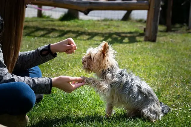 living with a Yorkie Collie mix