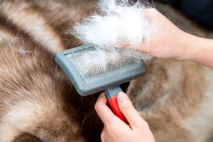 labradoodles shedding