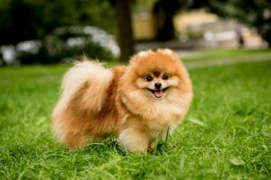 cute pomeranian dog at the park