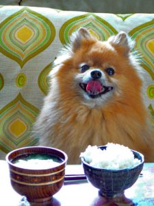 Pomeranian at the table