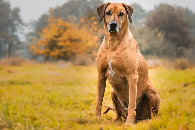 Rhodesian Ridgeback sitting in grass