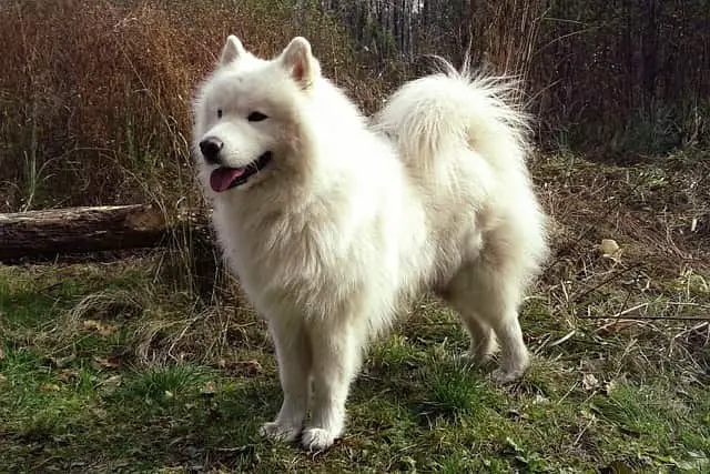 white Samoyed