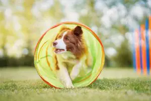 brown border collie on training