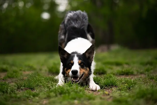 Border Collie practicing its acting skills