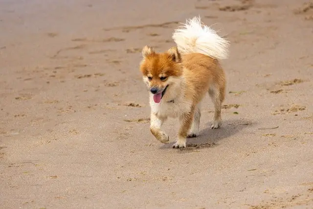 fun and outgoing personality of Icelandic Sheepdog