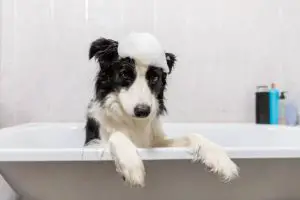 Funny indoor portrait of puppy dog border collie sitting in bath gets bubble bath.