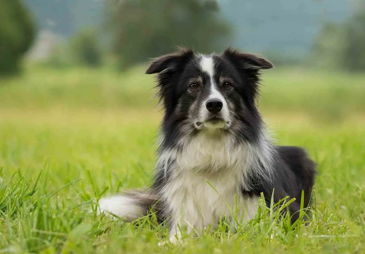 border collie lying on the grass