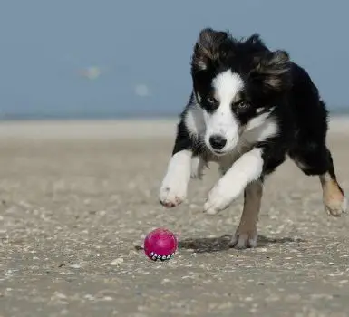 border collie dog chasing the ball