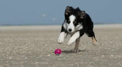 border collie dog chasing the ball
