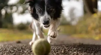 border collie dog playing with a ball