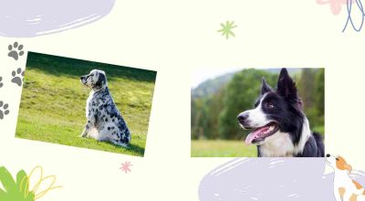 border collie and english setter photo collage
