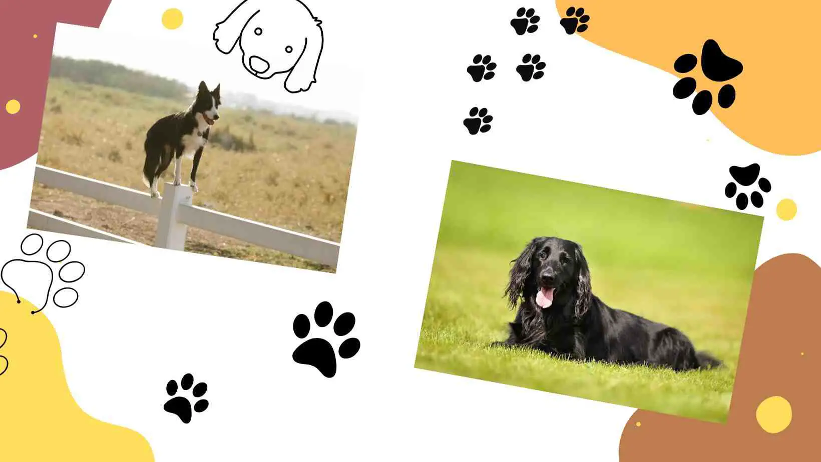 border collie and flat coated retriever puppy